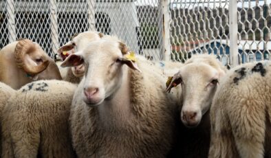 2026 Yılı Kurban Hizmetleri Tebliği Resmi Gazete’de: İstanbul İçin Tarihler Belli Oldu