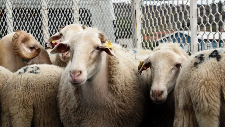 2026 Yılı Kurban Hizmetleri Tebliği Resmi Gazete’de: İstanbul İçin Tarihler Belli Oldu